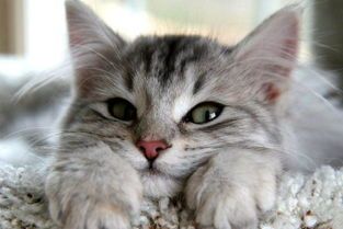 新手养猫猫癣根治法,猫咪知识猫咪皮肤病的治疗与预防