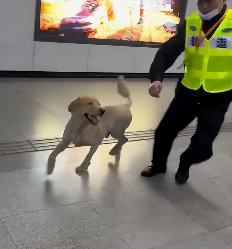 裸体金毛误闯地铁站被揪住耳朵：大哥！头发扎得有点紧了！