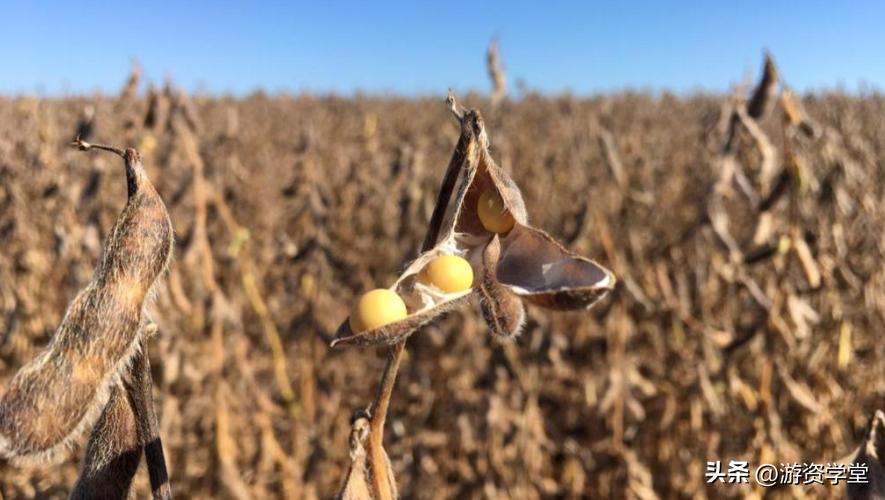 巴西大豆出口贸易现状及对策,巴西大豆对华出口