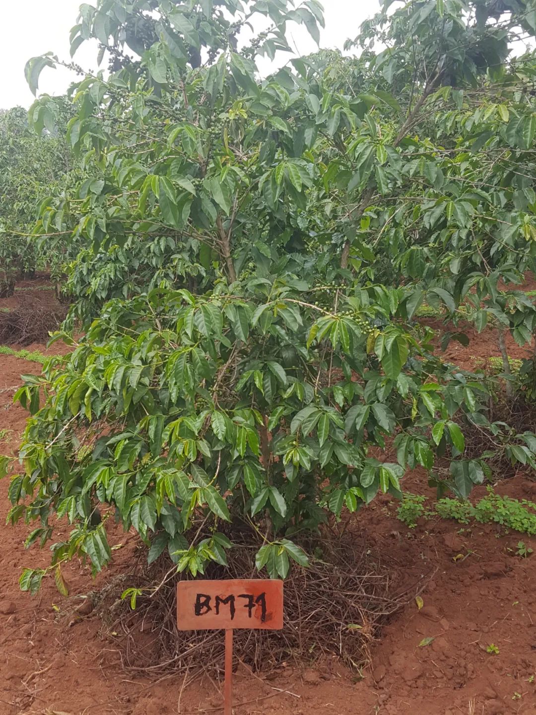 品种｜朝见波旁王朝