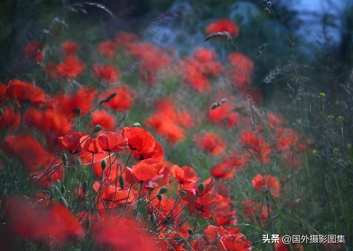 最美的景色秋天照片高清,夏天和秋天的绝美照片
