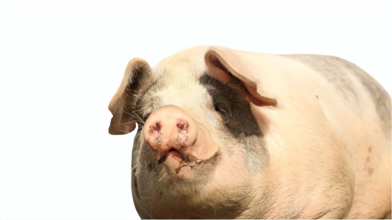 猪咳嗽打针应激怎么处理,猪打针应激的症状是什么