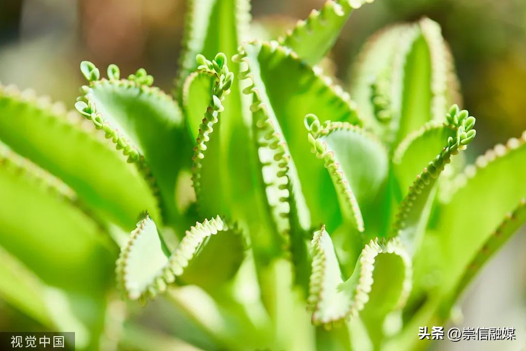 养的植物半死不活,十大养不死的植物排名