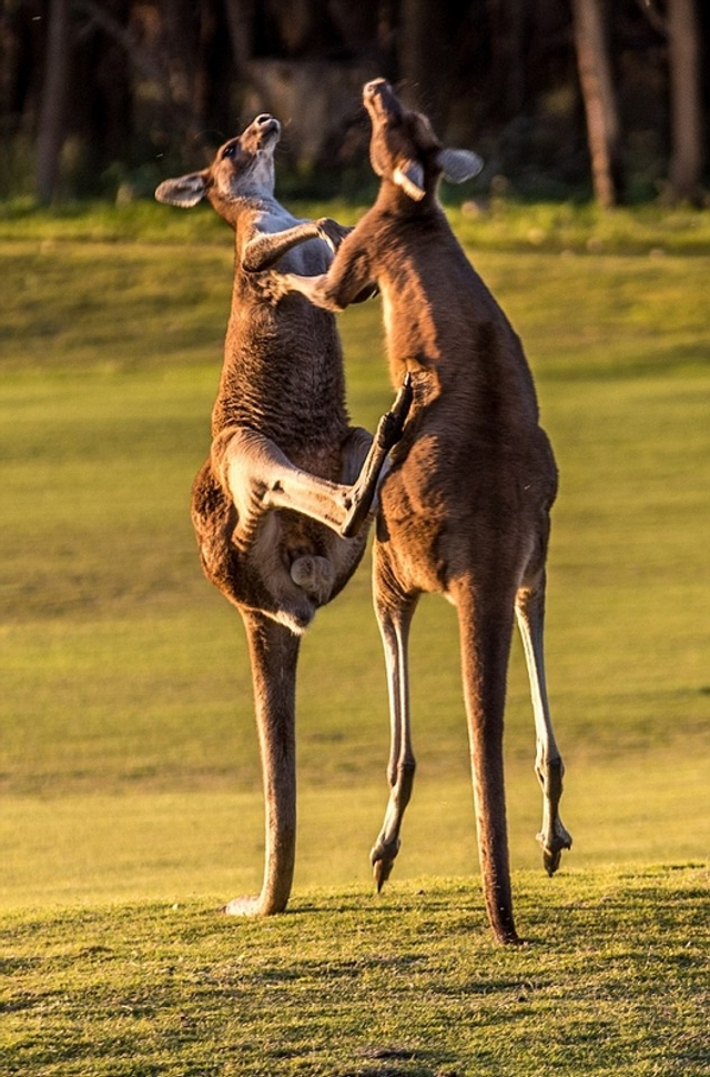 袋鼠为什么这么暴躁,袋鼠怎么样才会打人