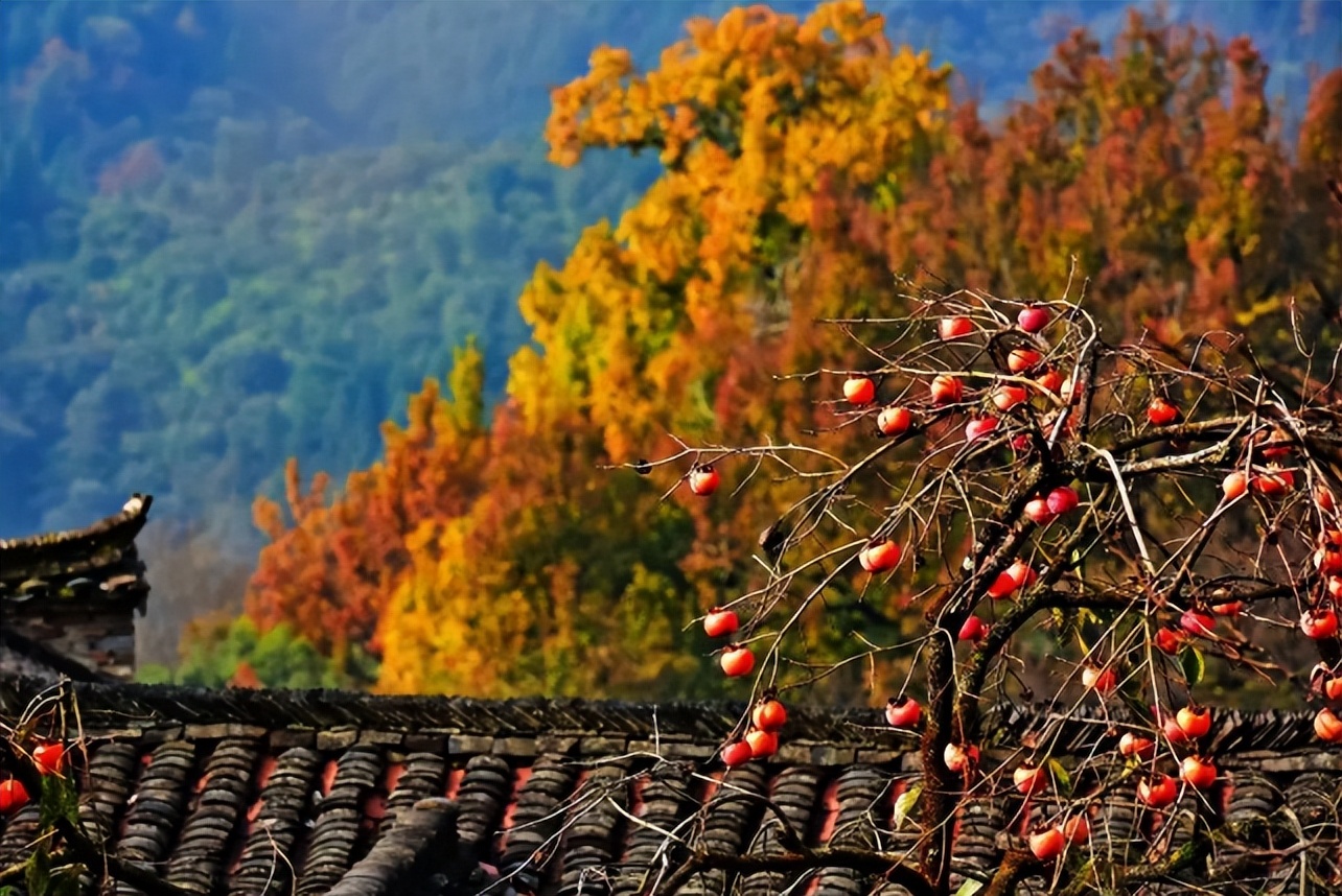 门前不栽树说法有什么讲究,五树进阳宅人穷家也败指哪五种树