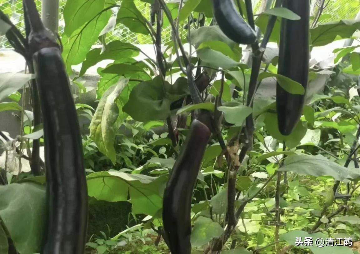 茄子买什么样的好,茄子到底能不能买