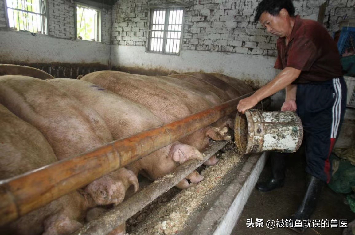 低成本高效益的养猪法,低成本发展养殖业