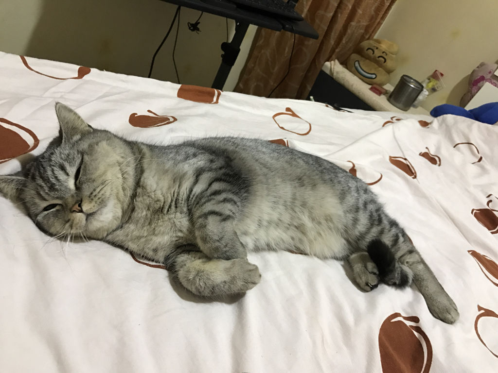 养猫之后的生活会有4点改变,养猫之后这6件事你一件也逃不掉