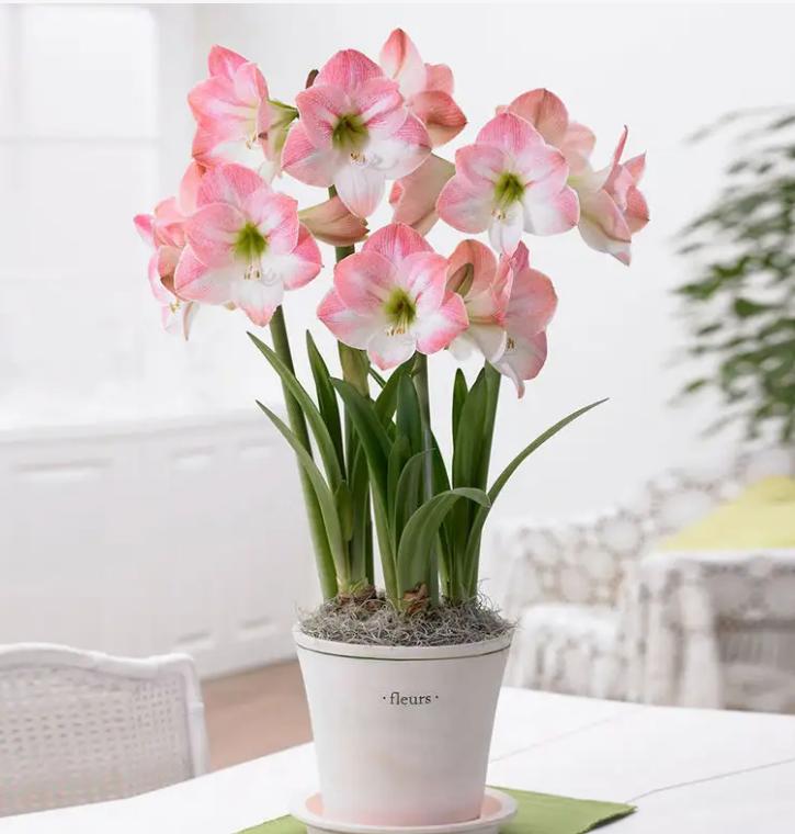 除甲醛的绿植如何摆放,屋里摆什么绿植除甲醛最快