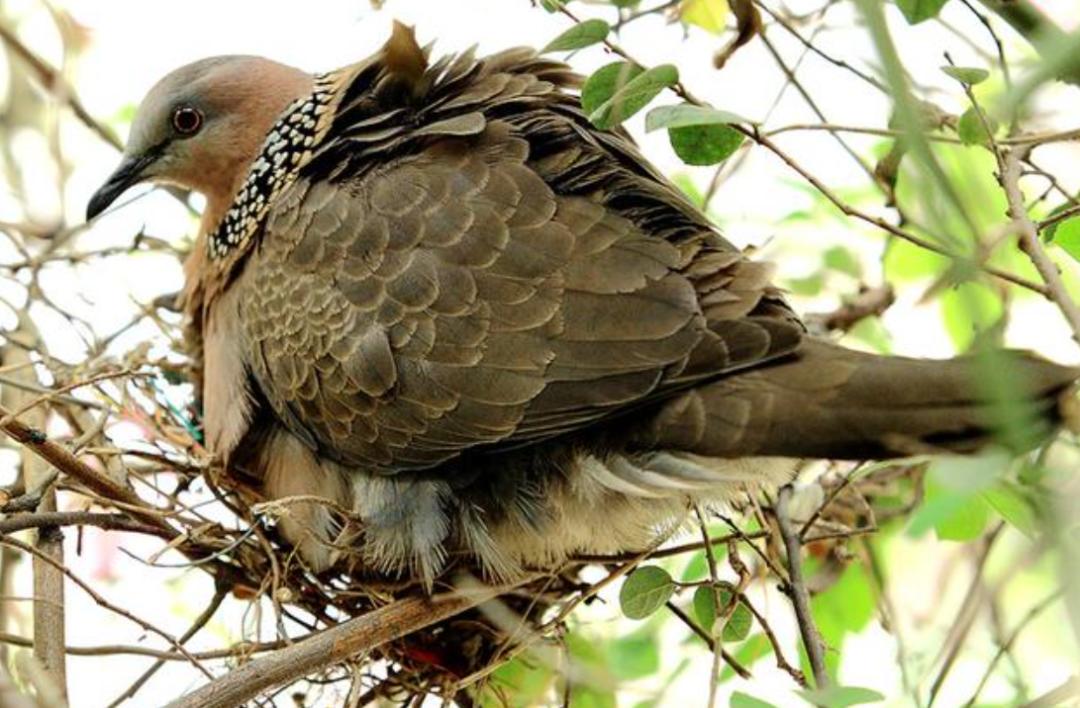 中国常见的斑鸠,斑鸠为何很少看到斑鸠巢穴