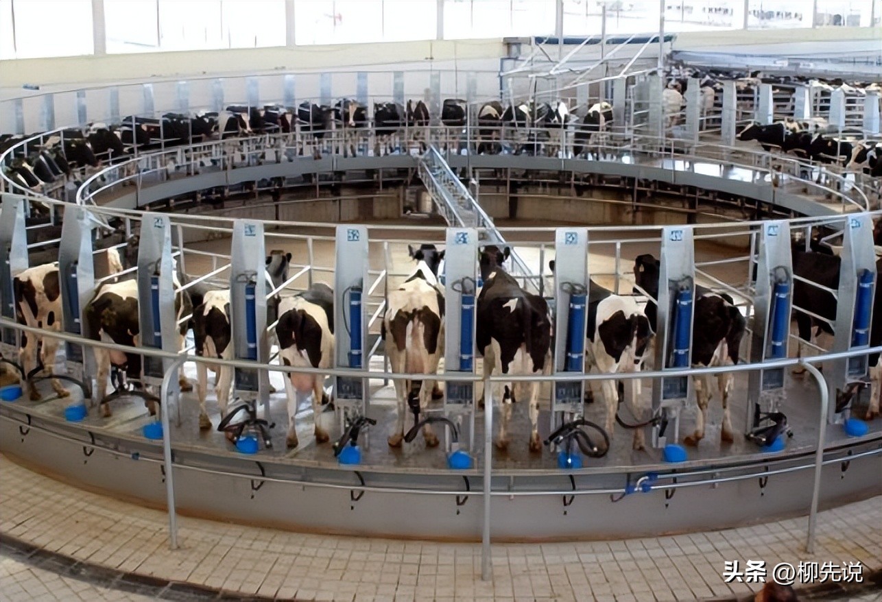 牛奶咖啡世界冠军,达能旗下拥有的养乐多