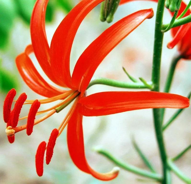 百合品种山丹丹,百合山丹丹花