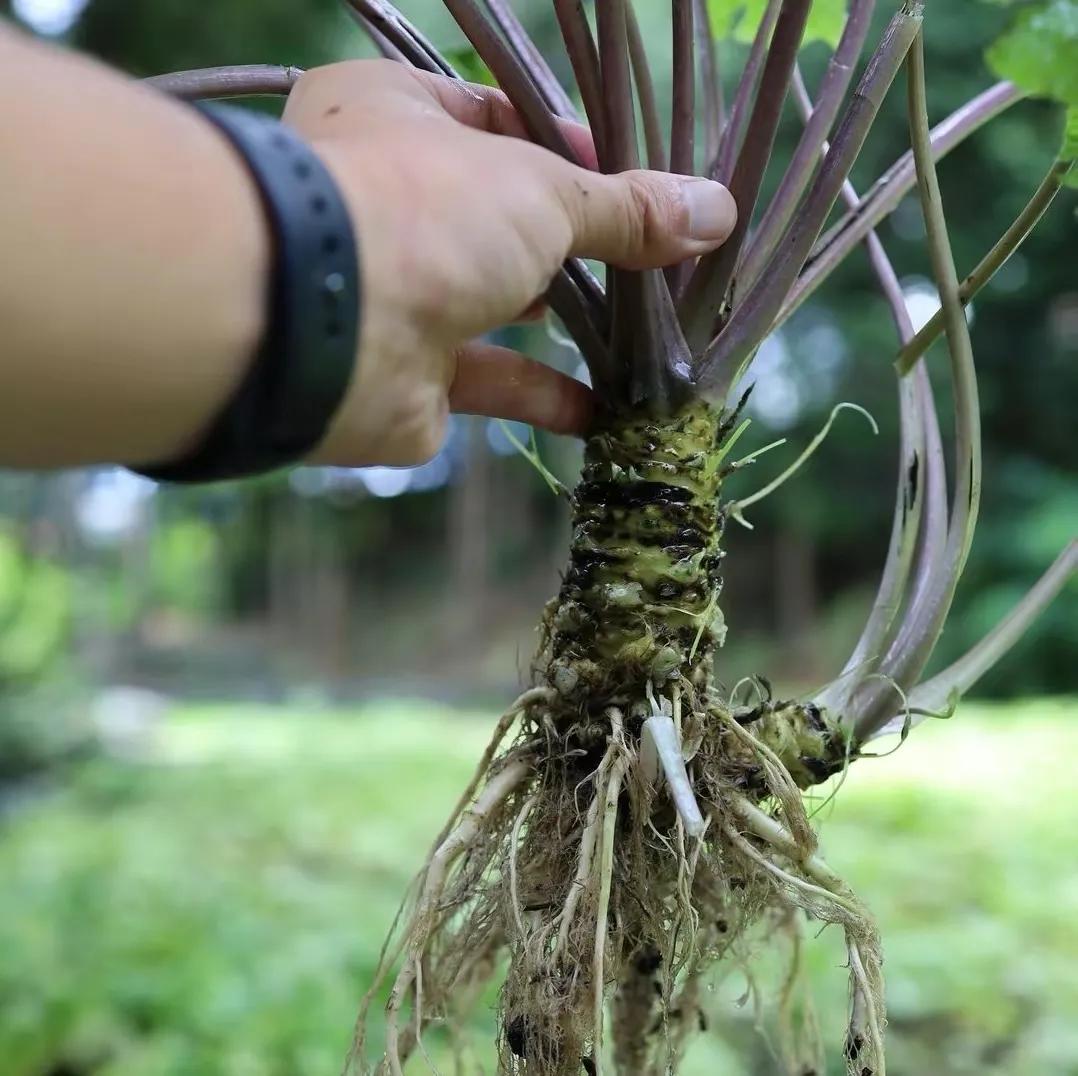 芥末山葵辣根同时放到嘴里,芥末辣根山葵