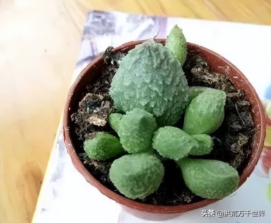 16元的多肉品种大全,水泡多肉养殖方法