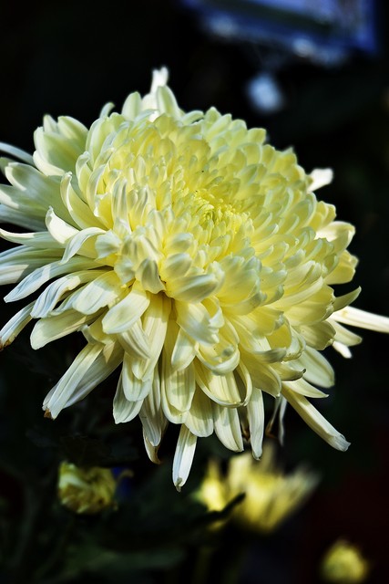 大姨妈来了能肛检吗,大姨