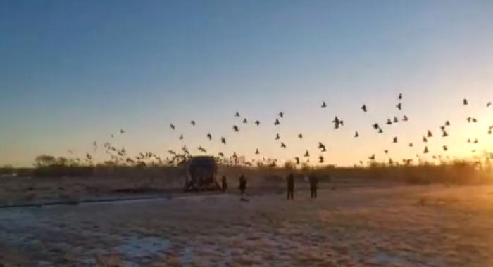 2023国际鸽联洲际杯鸽王赛,国际鸽联洲际杯国际鸽棚鸽王赛