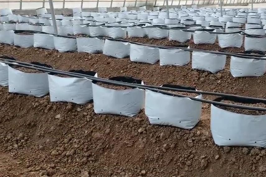 无土栽培瓜果方法,无土盆栽蔬菜种植技巧