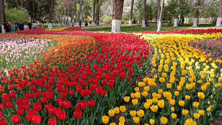 郁金香高贵典雅姿态万千,淡雅郁金香