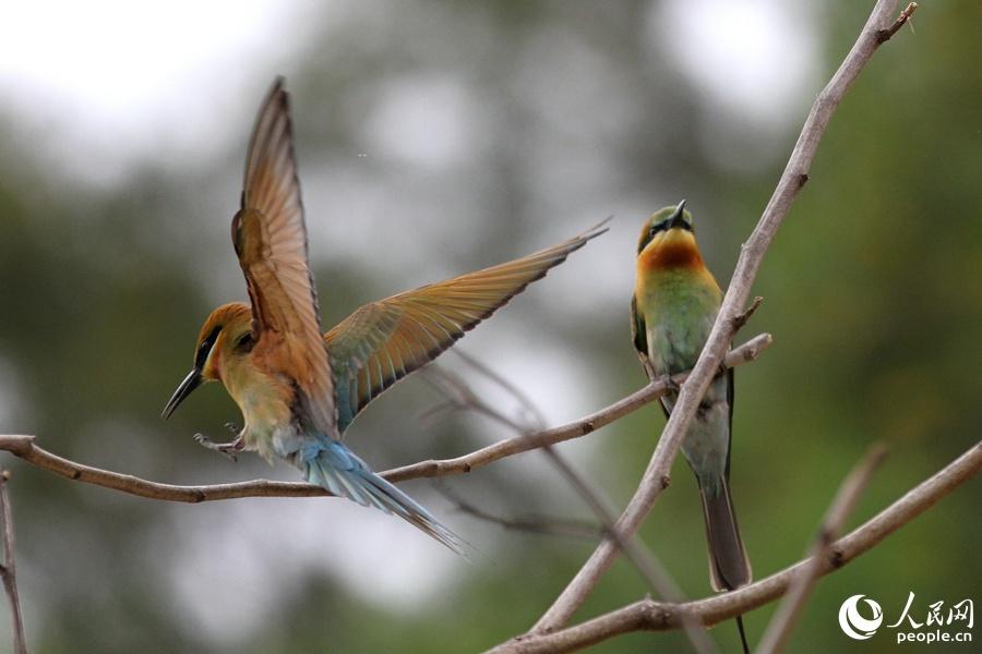 栗喉蜂虎厦门,可爱精灵小鸟
