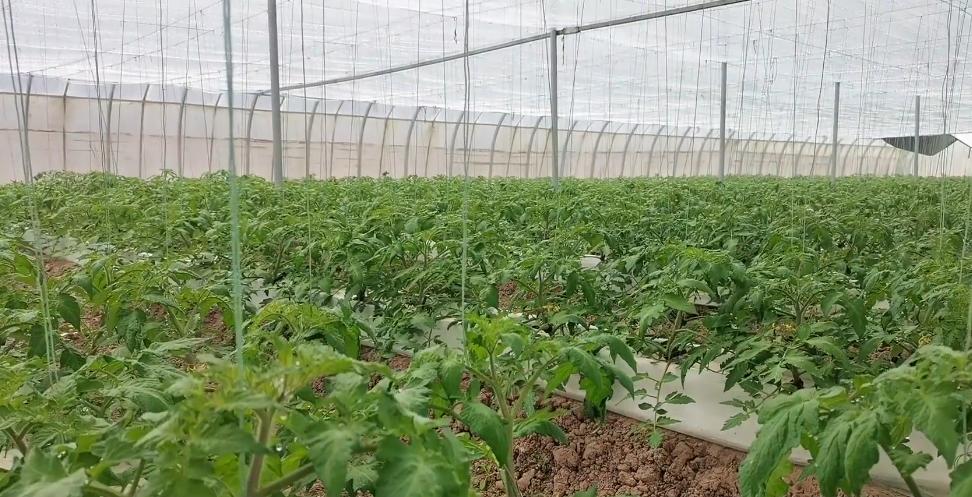 pvc水培蔬菜怎么种植,水培蔬菜种植5亩投资多少钱