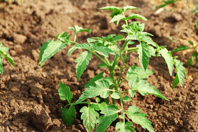 西红柿花脱落凸起是怎么回事,西红柿花谢了是咋回事