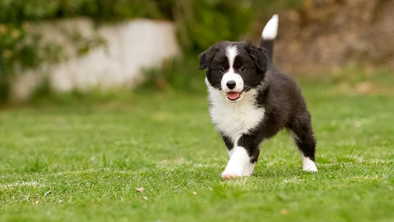 怎么教边牧用各种按钮说话,开拖拉机技术讲解