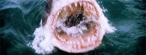 海洋动物如何适应海洋生活,海洋动物为什么能适应海水