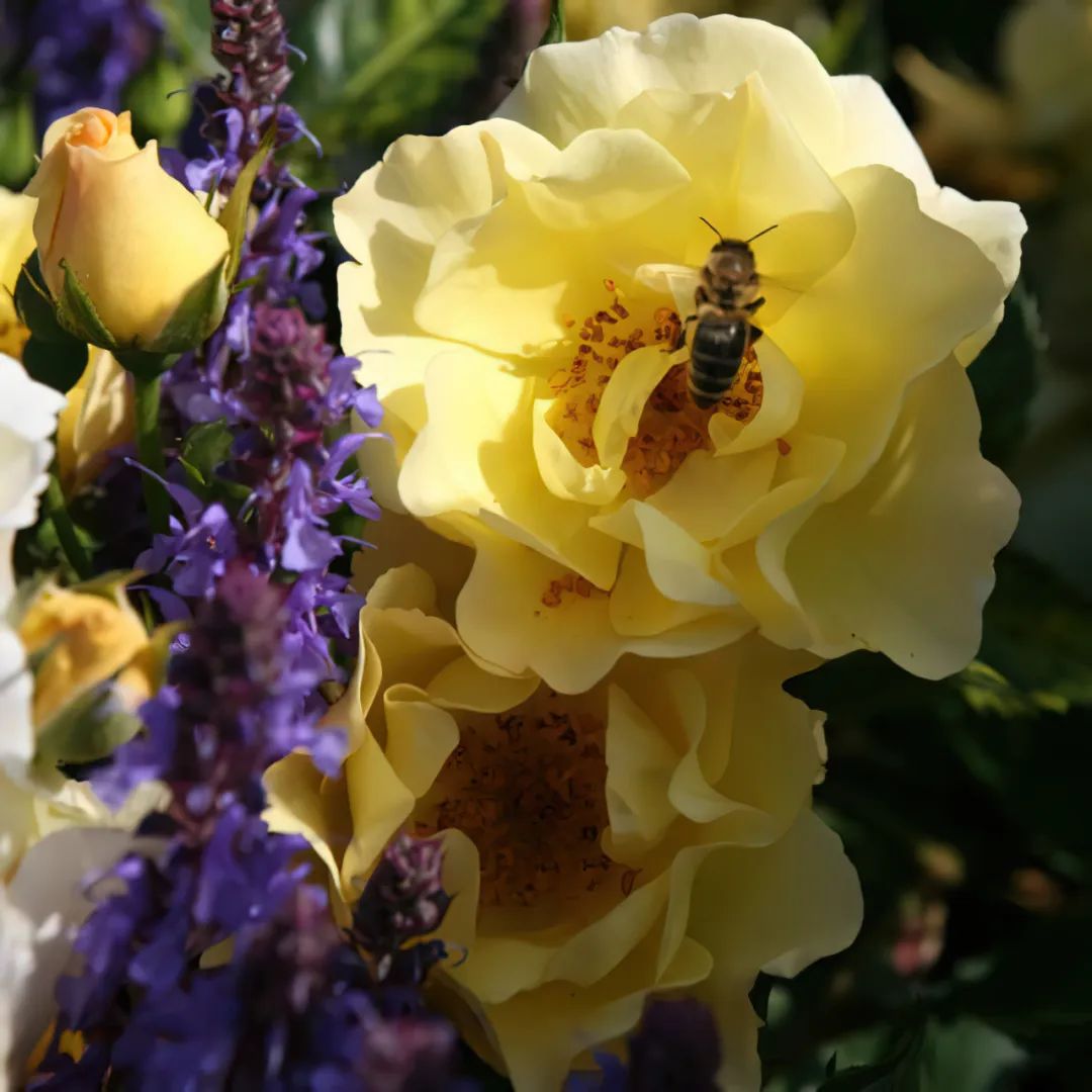 比较鲜又好养的月季品种,最值得养的大花浓香月季品种