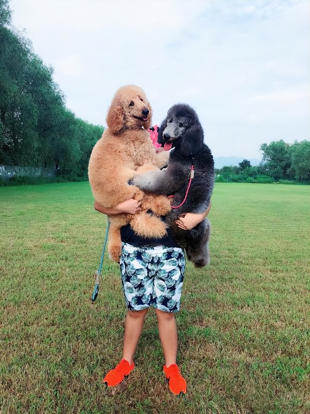 告诉你养狗之前需要知道的事情,贵宾犬为什么不建议养