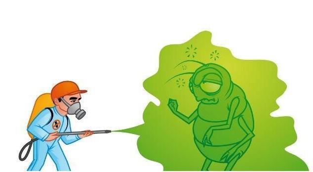 家里有蟑螂会飞怎样快捷清除,床上有蟑螂地上没蟑螂