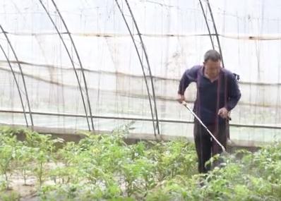 冬天种菜如何用肥,种菜怎么防止病虫害