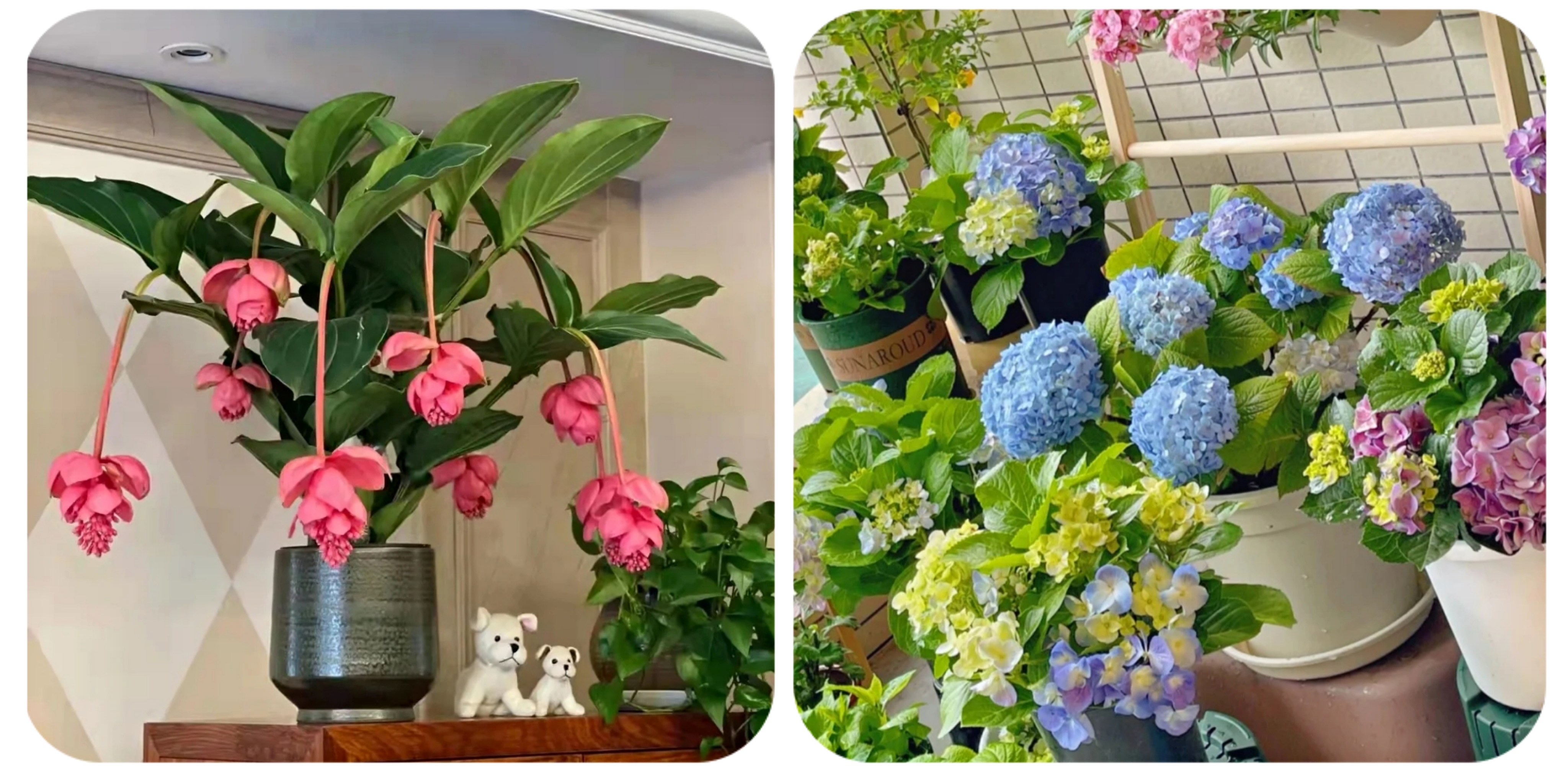 100个阳台养什么花好,100种阳台养的花草