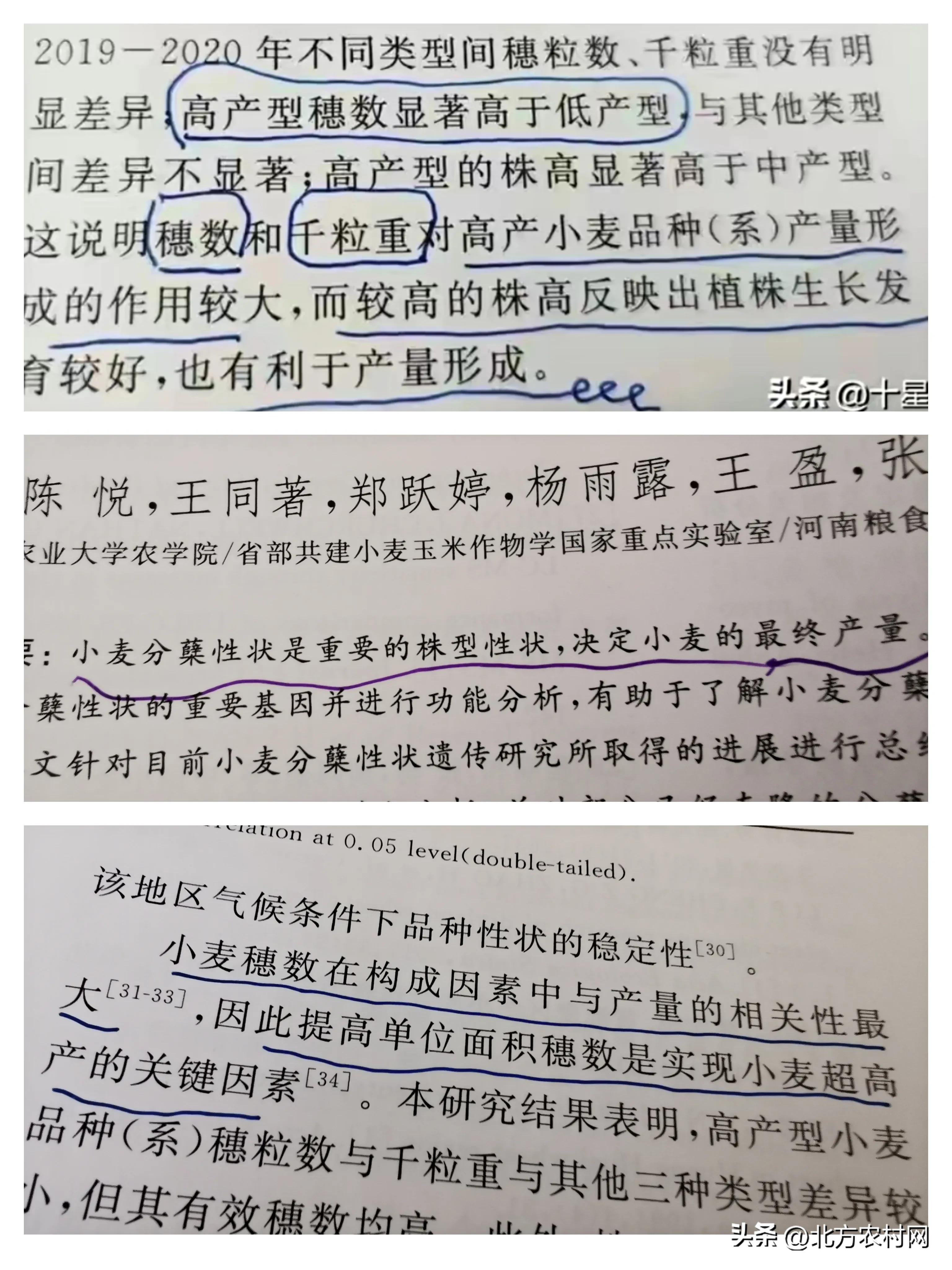 特大粒特大穗小麦种,矮杆大穗小麦什么品种好