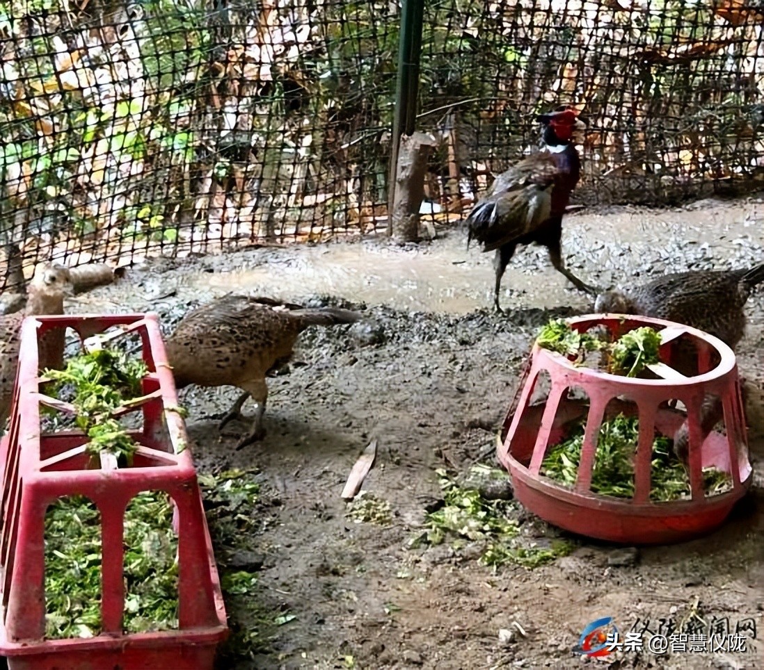 创业路上的奋斗者,返乡创业青年创业事迹