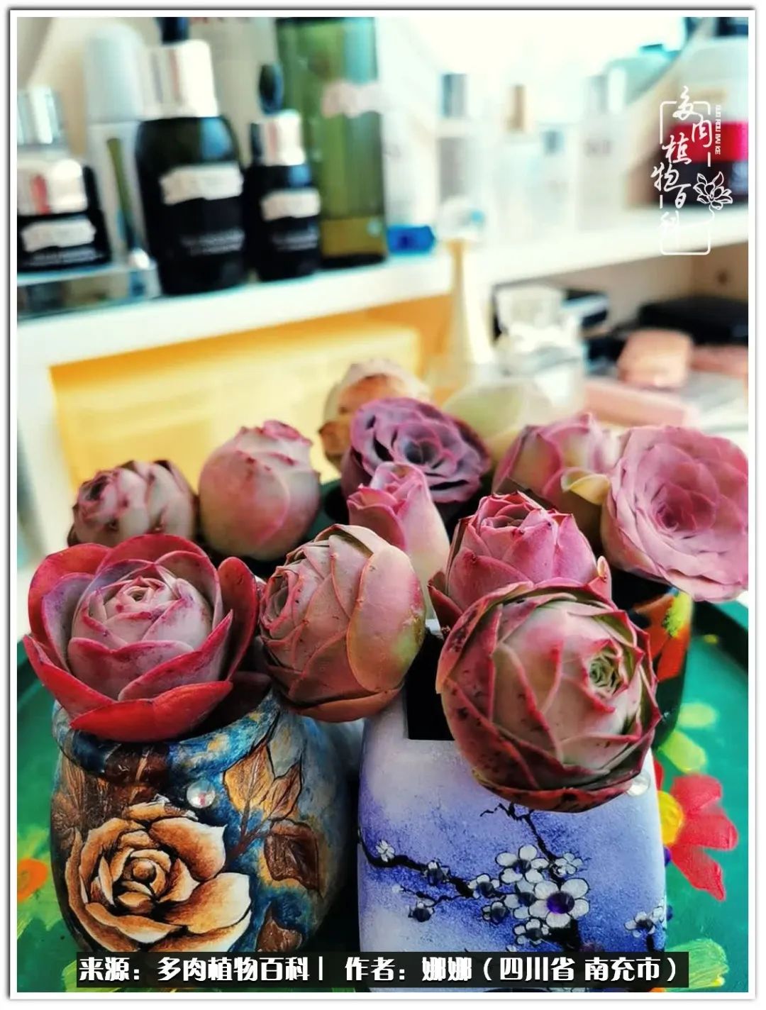 带刺的玫瑰阳台多肉,开花的玫瑰多肉