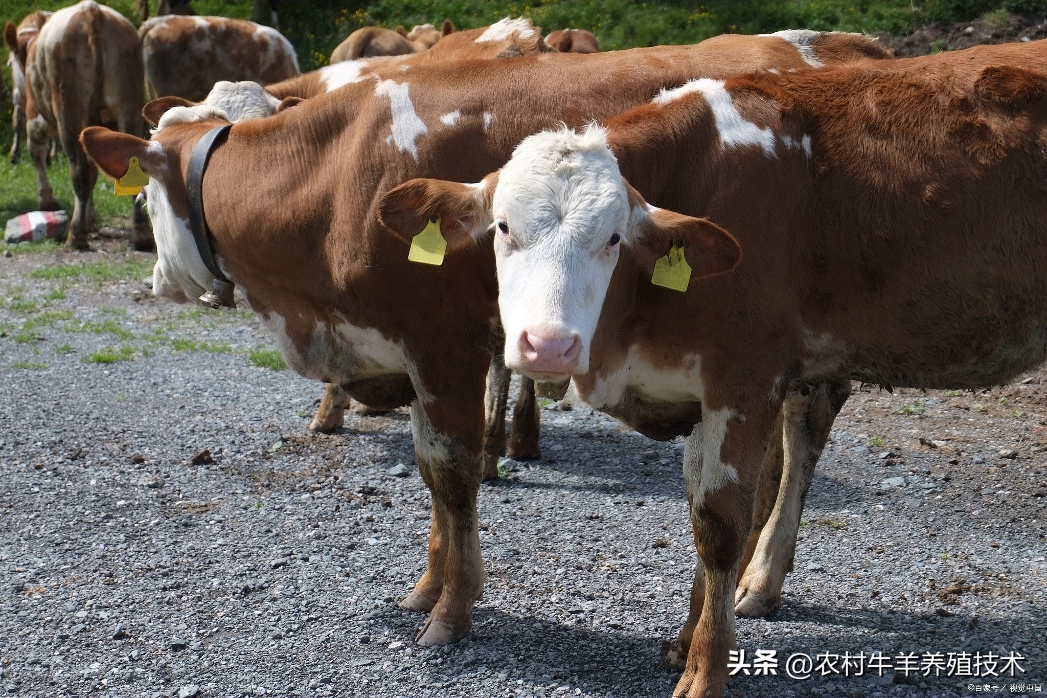 什么品种的牛好养长得快产仔高,哪个品种的牛生长最快抵抗力强