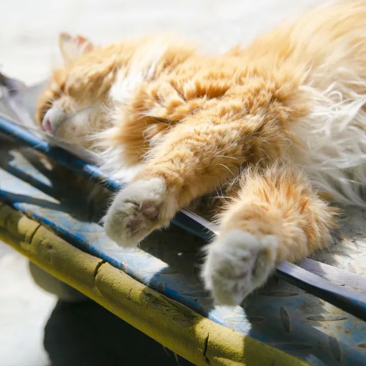 毛森森,观复猫毛森森