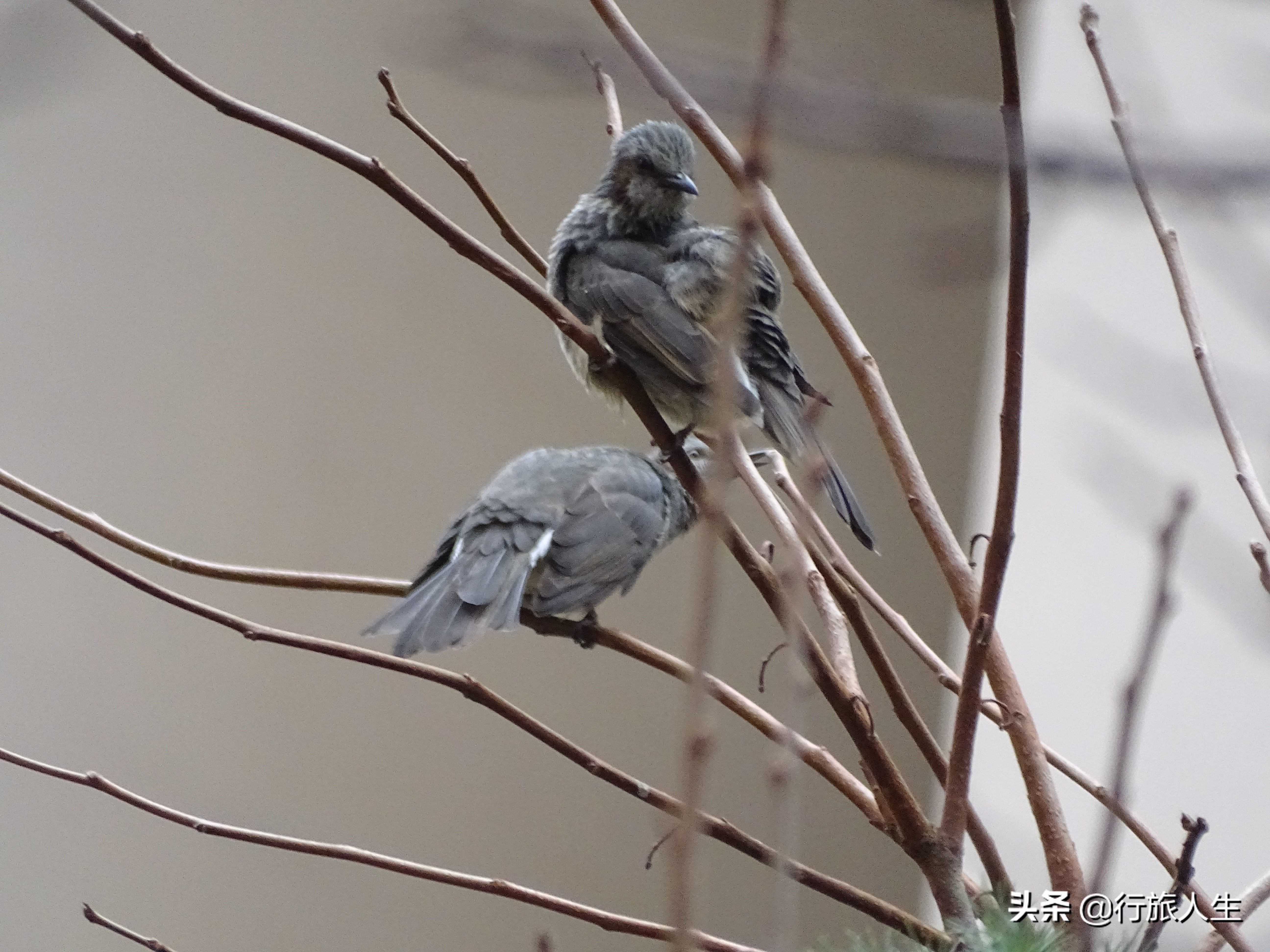 冬日的鸟儿文案,冬日鸟儿在树上图片
