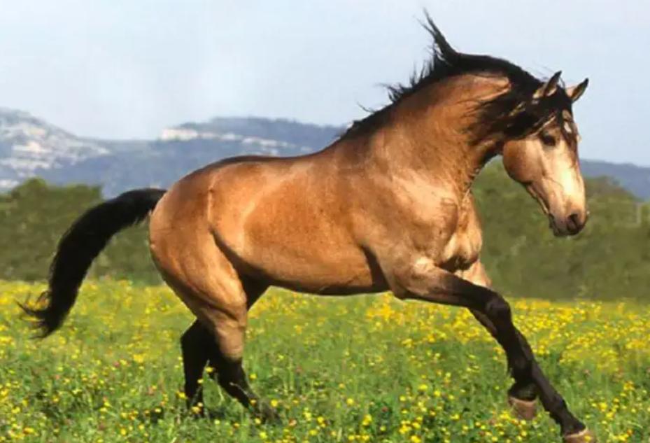 奥运会马术运动员摔死亡,奥运会马术比赛选手丧生