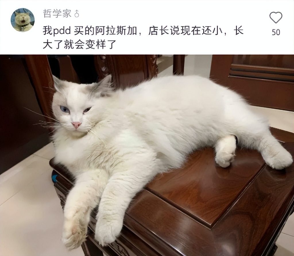 气死！拼夕夕150元买德牧，到手一看，山东德州牧鸡犬？？