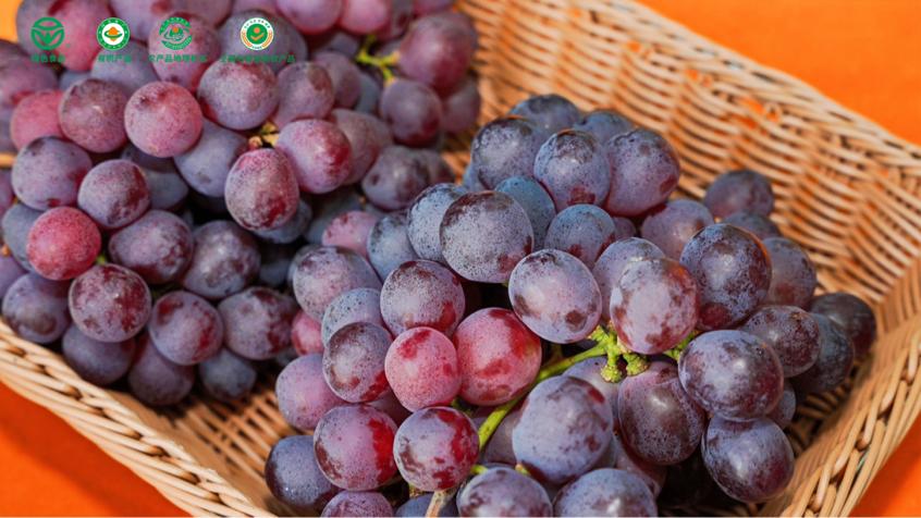 农业系统干部变身“乡村推介官”②，推介广西各地地道好物