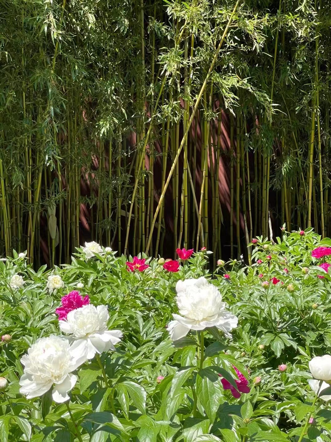 来北京一定要去一趟景山公园,北京景山公园春节风景