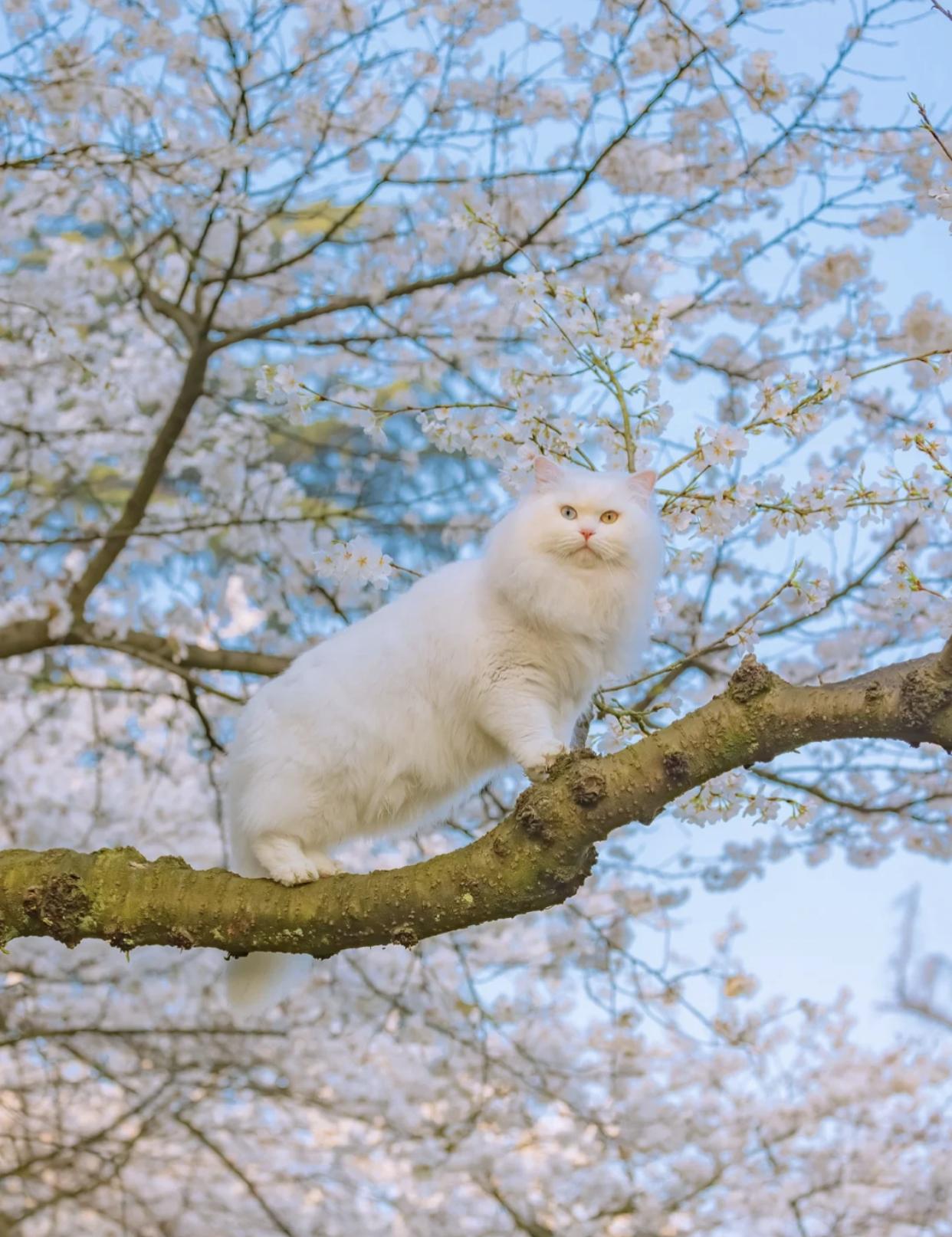 治愈系壁纸｜132张可爱小猫咪的样子