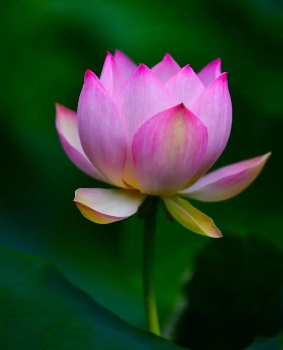 无穷莲叶，精彩纷呈