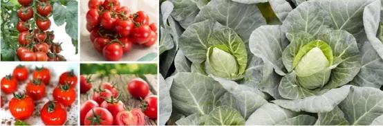 打破种子垄断，隆平高科成农业中的华为