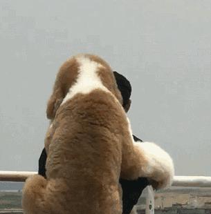 狗狗爱撒娇,推荐你养这几种狗聪明又招财