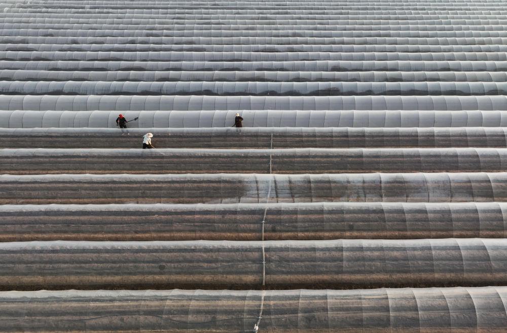 河北唐山冀东生姜之乡播种忙,唐山生姜大量供应