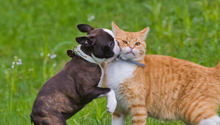 男童被狗咬掉颈,两岁儿童被狗狗咬了怎么办