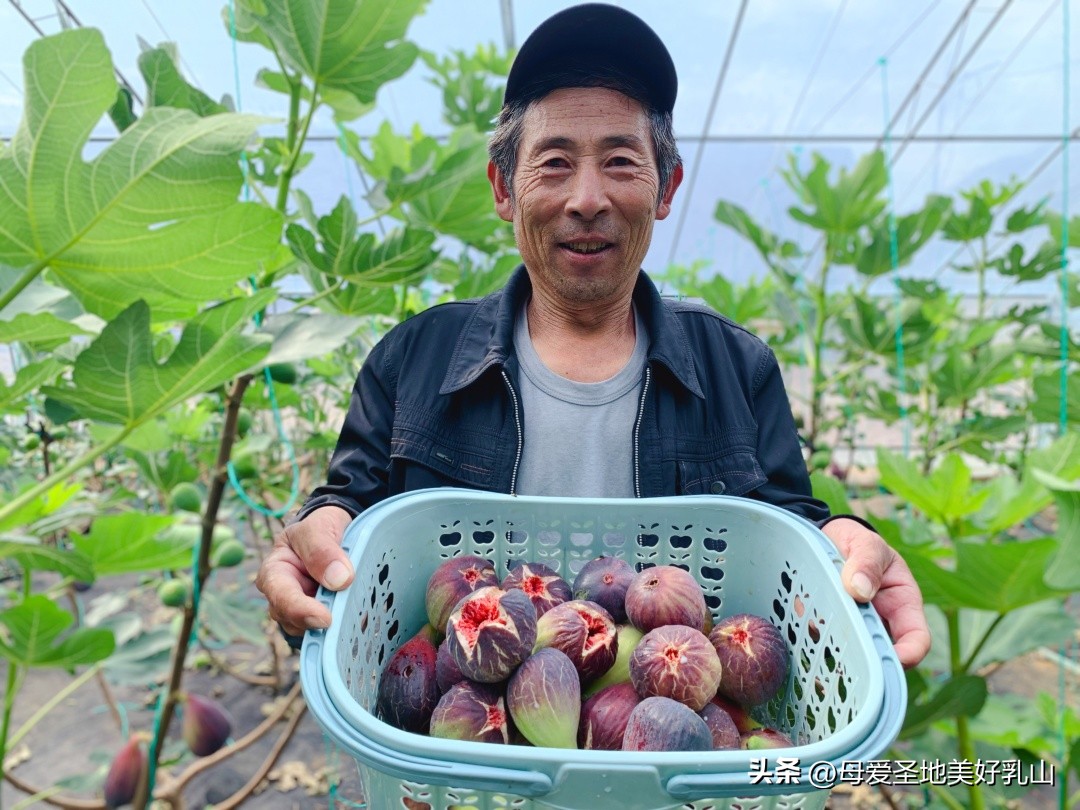 乳山一片海无花果,品味山海乳山