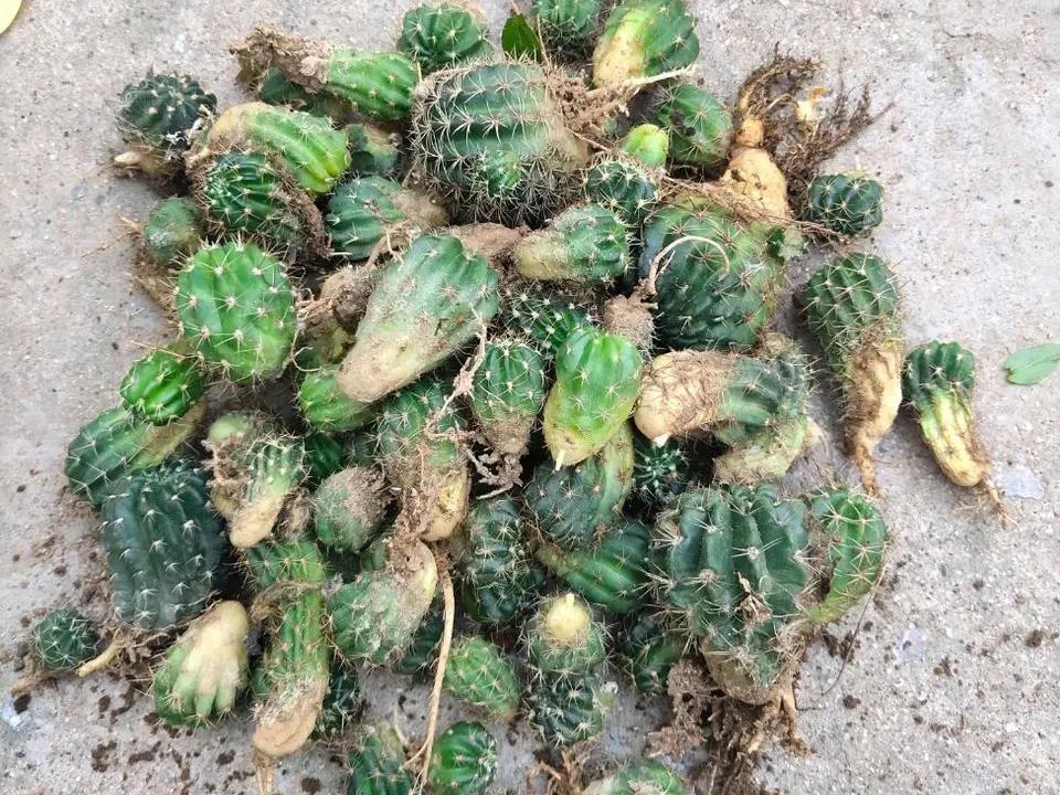 仙人球品种精品,仙人球名贵绿植